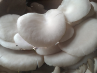 mushroom
